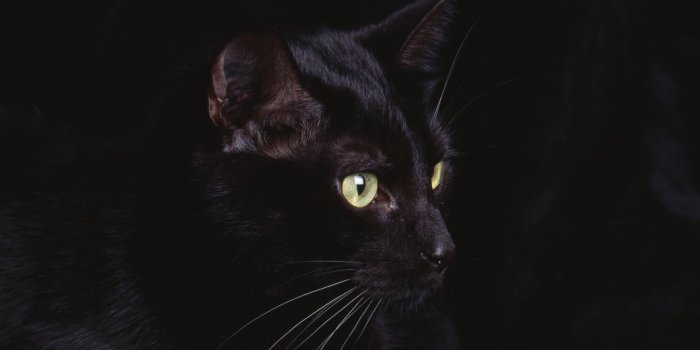 1920x1080 Black Cat Desktop Wallpaper (82+ images in Collection) Page 1