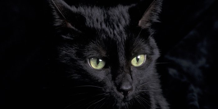 1920x1080 Black cat wallpaper Gallery