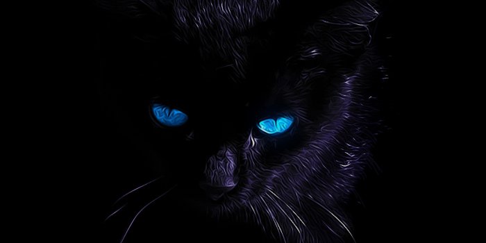 2560x1440 Cat Wallpapers for Desktop (75+ background pictures)