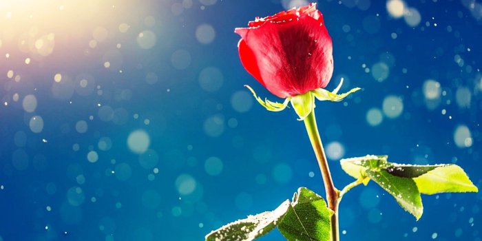 1920x1200 Flowers And Sunshine Wallpapers High Quality | Download Free