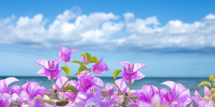 1332x850 Wallpaper sea, beach, summer, the sky, the sun, flowers, summer
