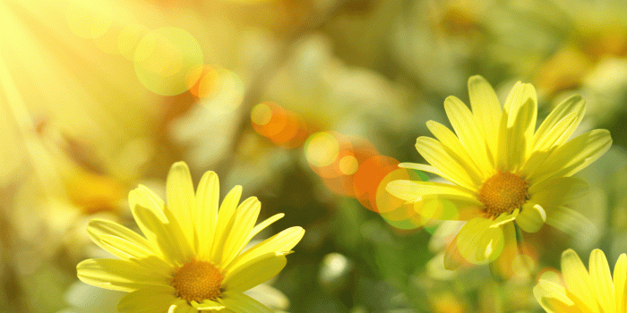 1600x1200 Nice Sunshine Wallpaper 2434 - HDWPro