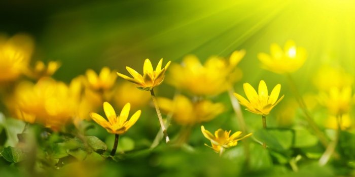 1600x900 Yellow Flowers Sunshine - Mystery Wallpaper