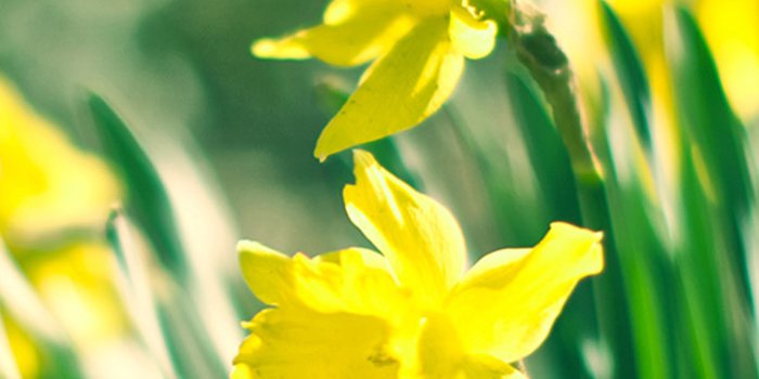 1125x2437 Sunshine Flowers iPhone X2 Wallpapers Download-iPhoneX2Wallpaper