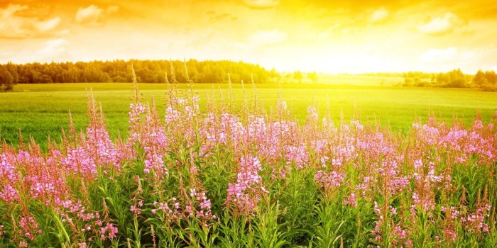 1920x1080 Wallpaper Pink flowers, grass, sunrise, sunshine 1920x1080 Full HD