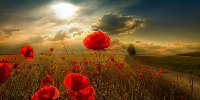 1280x800 Sunshine Rays And Flowers HD Wallpaper, Background Images