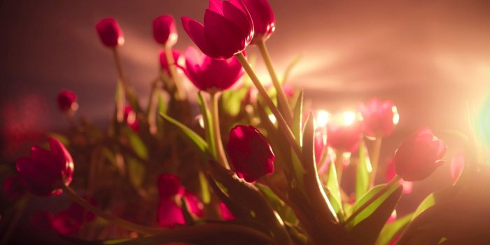 1920x1080 Red Flowers wallpaper | 1920x1080 | #66630