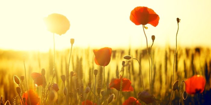 1920x1080 Poppy flower beautiful nature sunshine wallpaper | 1920x1080