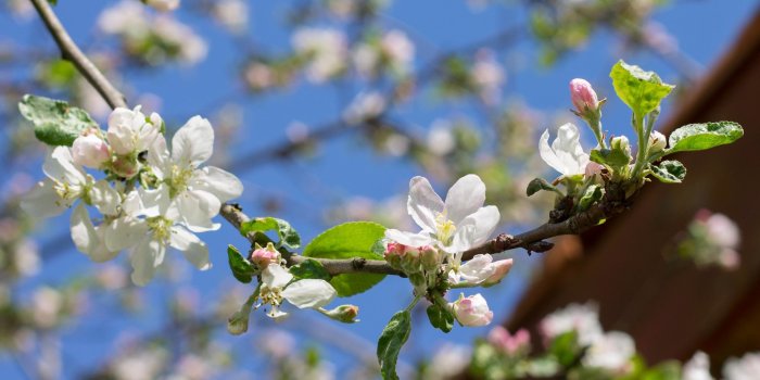 2560x1600 Apple branch in the spring sunshine wallpaper - Flower wallpapers