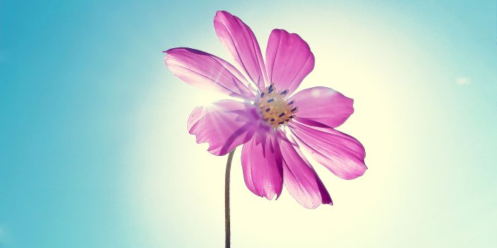 2560x1600 Purple Flower Sunshine #6951812