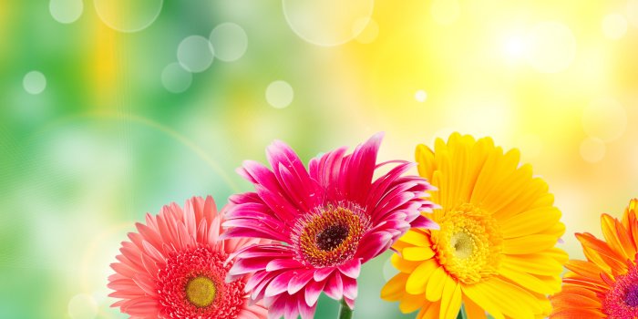 6550x4385 Flowers Backgrounds, 535207 Flowers Wallpapers, by Kenny Alexander