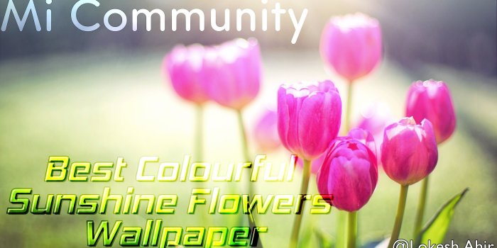 3080x1702 Best Beautiful Sunshine Flowers Wallpapers For Your Mobile & PC