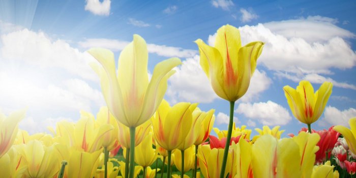 1920x1080 Flower: Sunshine Flowers Tulips Spring Sky Flower Hd Pictures