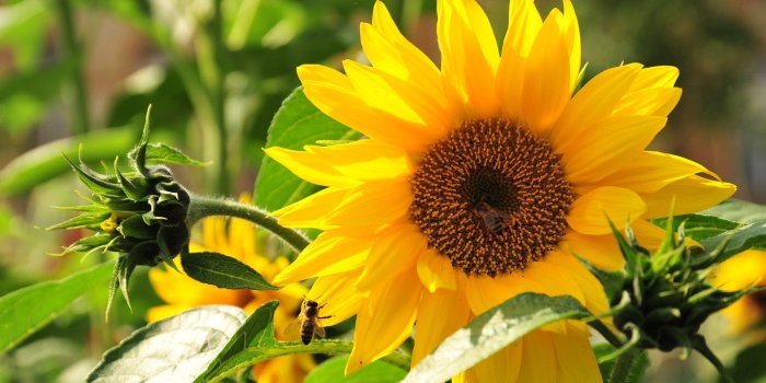 1680x1050 Flowers: Wall Nature Cool Flower Sunshine Wallpaper Sakura for HD 16