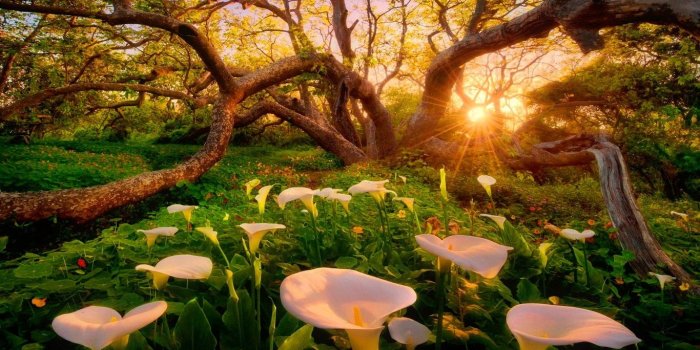 1366x768 Sunshine desktop wallpaper Gallery