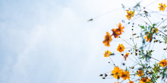 6016x4016 5257245 6016x4016 #fresh, #calm, #cosmo, #peace, #blossom, #nature