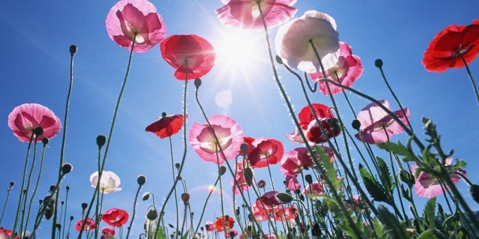 1440x900 Blooming Flowers Under Sunshine (Vol.1) 1440x900 NO.4 Desktop