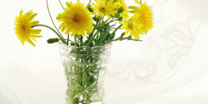 1082x999 Flowers: Flowers Life Still Sunshine Photography Soft Flower