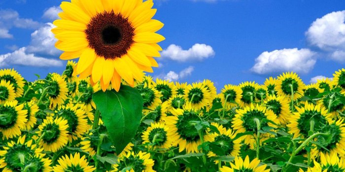 1504x1128 Natural Flower Wallpaper Hd - Flowers Healthy