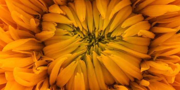 1080x1920 Sunshine Flower iPhone Wallpaper - iDrop News