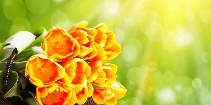 5616x5136 Flower: Happy Gourgeous Love Friendships Special Fresh Tulips