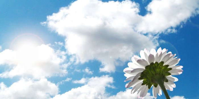 1920x1200 Flower Sky Clouds Sunshine Mood - Free Stock Photos, Images, HD