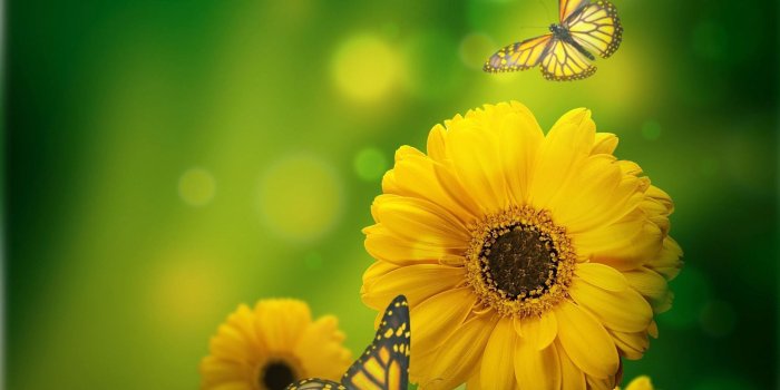 1368x855 Flowers Sunshine Butterflies | Gardening: Flower and Vegetables