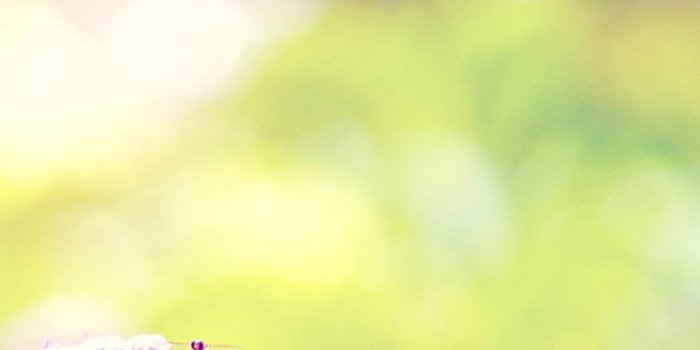 1080x1920 Dreamy Sunshine Bright Flower Bokeh #iPhone #6 #plus #wallpaper