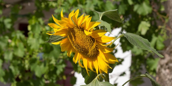 3840x2160 Sunflower in the sunshine wallpaper - Flower wallpapers - #44543