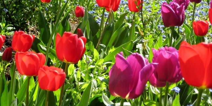 1280x1024 Download wallpaper 1280x1024 tulips, flowers, sunshine, mood, beauty