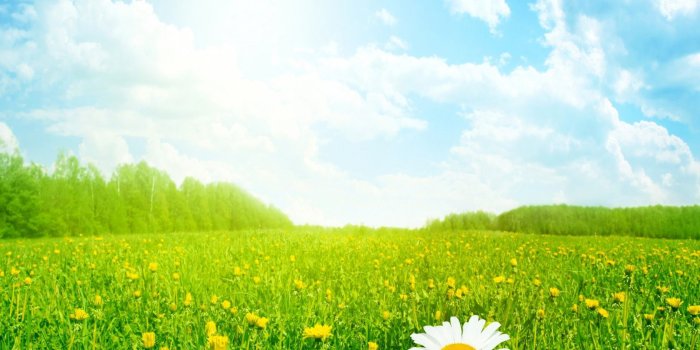 1680x1050 Field of flowers wallpaper Gallery