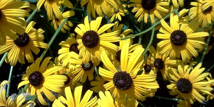 2048x1536 Flowers: Black Eyed Susan Nice Summer Sunshine Flower Wallpaper For