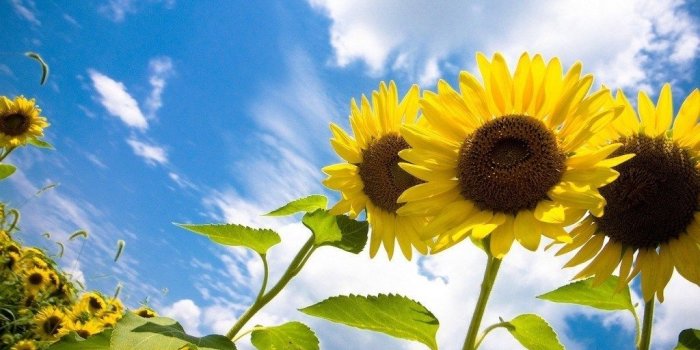 1024x768 Flowers And Sunshine Images | Kayaflower.co