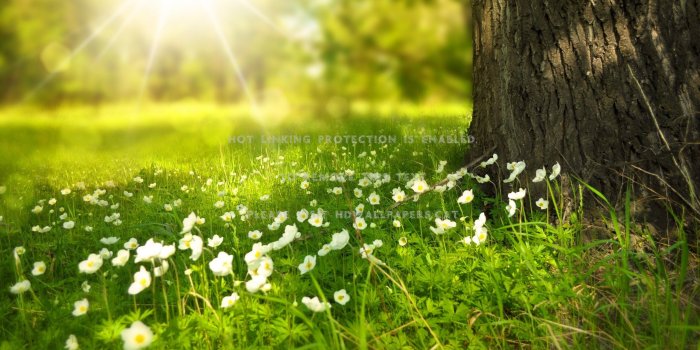 2560x1440 spring sunshine flowers grass sunlight hd