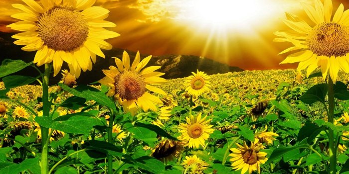 1920x1080 Best Flower Wallpapers In Hd 1434 : Wallpapers13.com