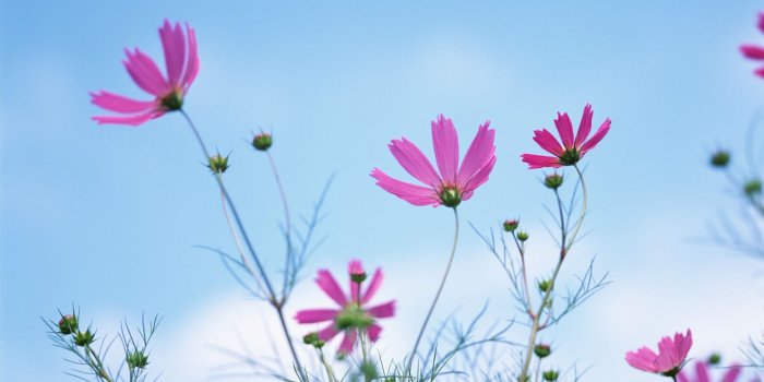 1440x900 7 Cosmos photo - Cosmos Flowers Wallpaper Wallpapers - HD Wallpapers