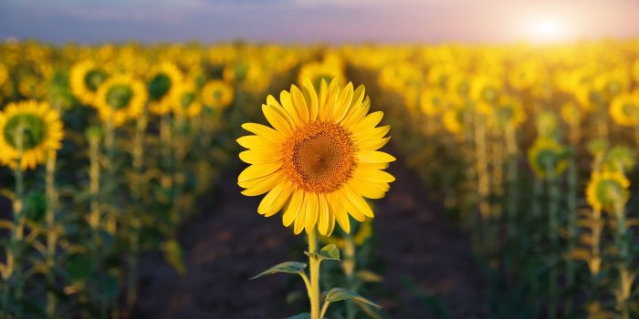 2503x1676 Wallpapers With Sunshine And Purple Flowers