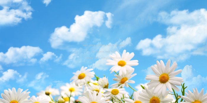4550x3358 Sunshine flowers wallpaper
