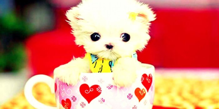 1170x684 Cute Pictures Wallpapers | Wallpapers Just do It