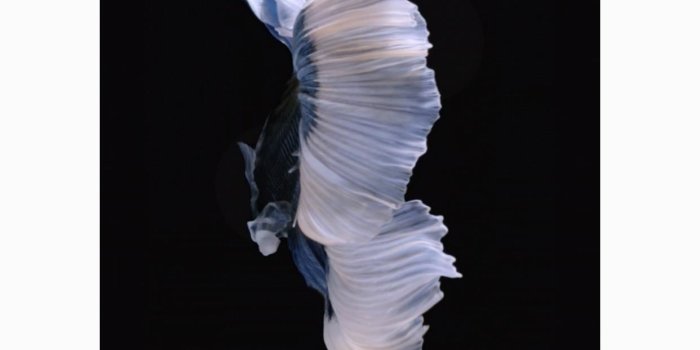 1242x2688 How to Get Apple's Live Fish Wallpapers Back on Your iPhone « iOS