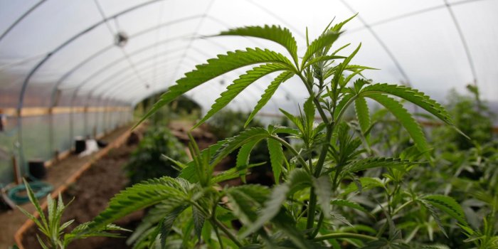 1600x900 The Bay Area's latest movement: organic marijuana — Quartz