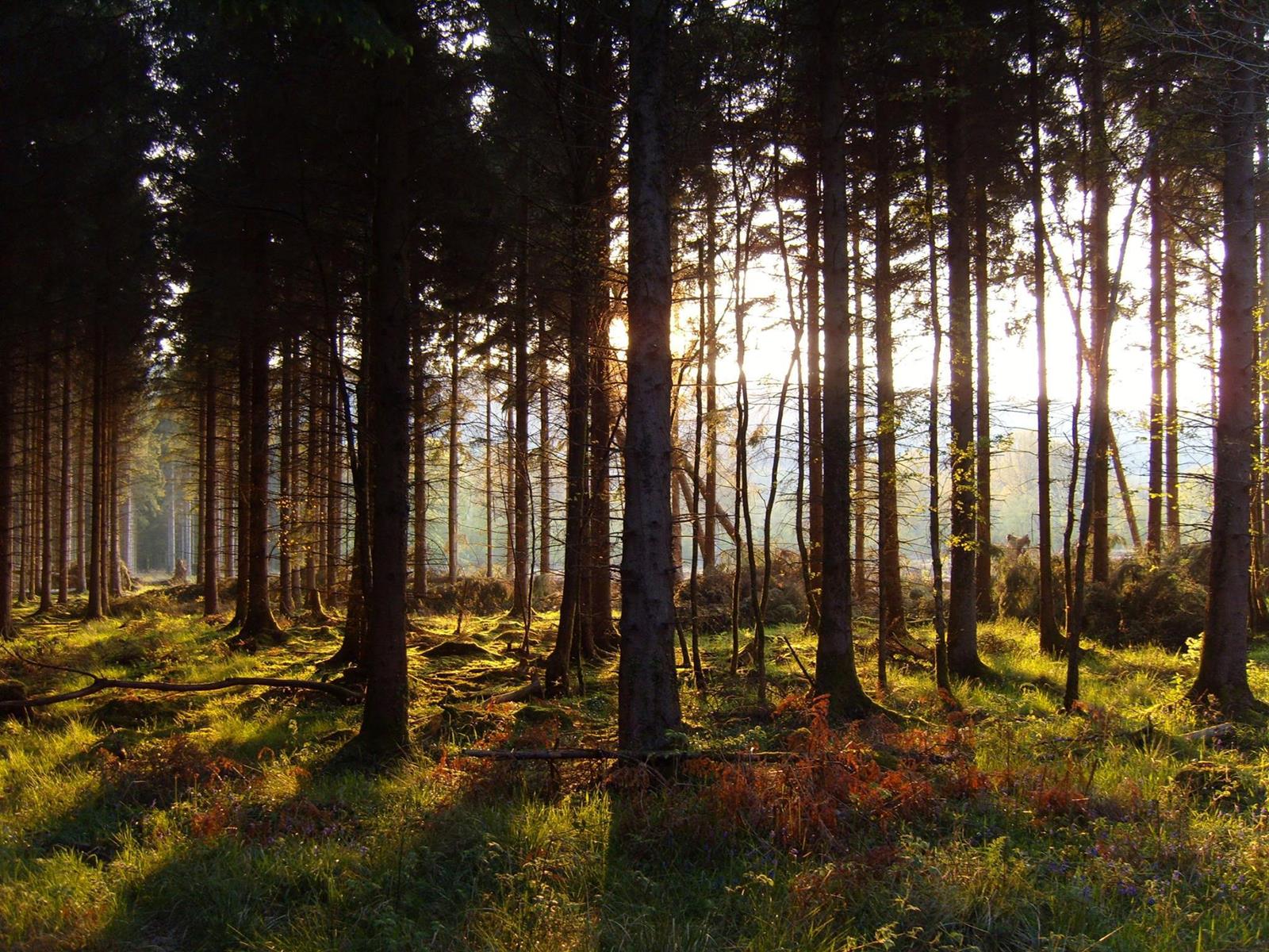 1600x1200 Harry Potter and the Deathly Hallows - Harry's Journey Story Map