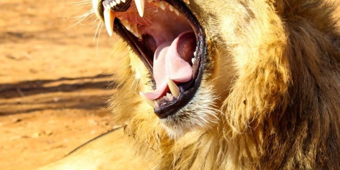 1026x1445 The king of jungle #lion #king #quotes #wallpaper | wallpapers by