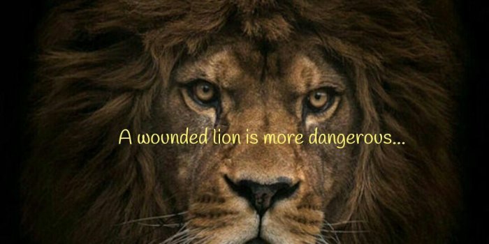 1080x1080 A Wounded Lion Quote - Don T Know How I M Going (#949905) - HD