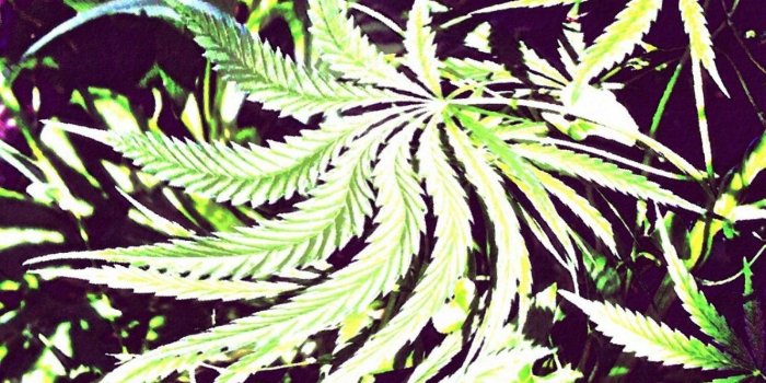 1600x1200 1600x1200px Stoner Wallpapers for Phone - WallpaperSafari