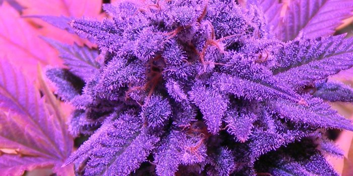 1600x1200 Weed Wallpapers Tumblr