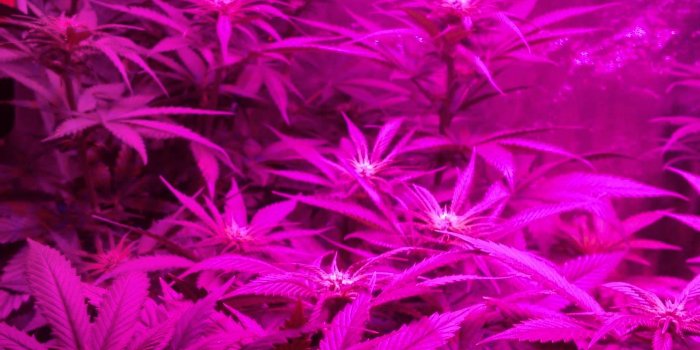 1920x1080 Best 59+ Kush Wallpaper on HipWallpaper | Kush Wallpaper, Platinum