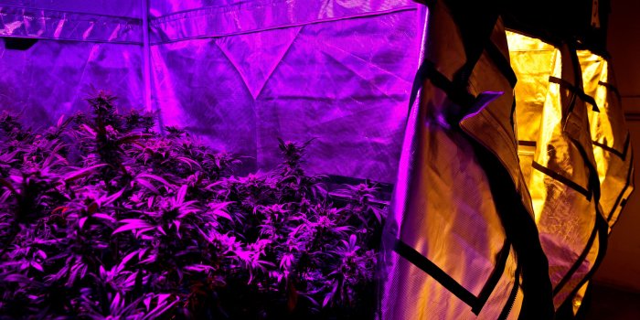 2500x1667 How Silicon Valley Is Rushing to Cash in on Cannabis | WIRED