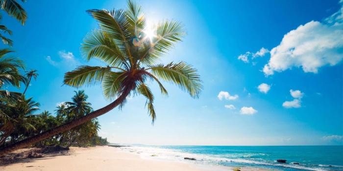 1131x700 50+ Ocean Palm Tree Wallpapers - Download at WallpaperBro