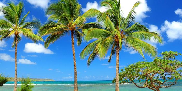 2560x1600 60+ Palm Tree Wallpapers on WallpaperPlay